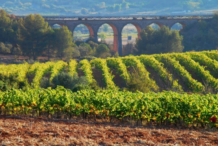 FIELD Roquemale à Villeveyrac