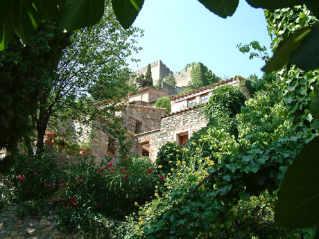 La Figuera à Castelnou