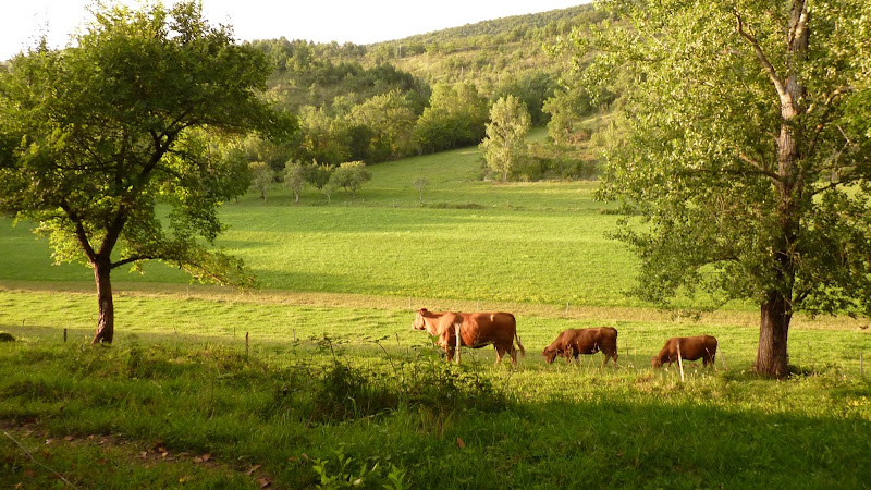 Camping La Ferme de Marseillas à Saint-Jean-de-Verges