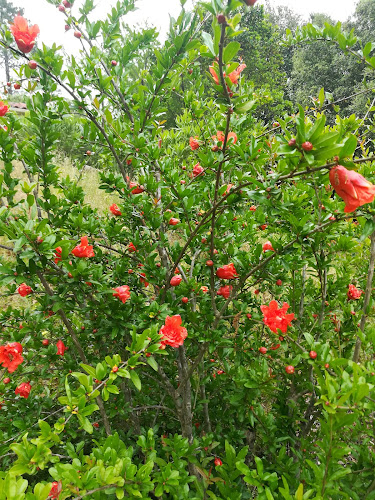 Mela à Mela