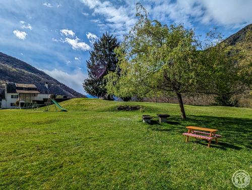 Les Narcisses à Cier-de-Luchon