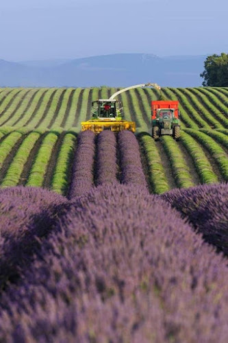 Gîtes Domaine Demol à Valensole