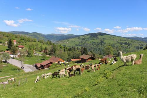 Chalet le Polet La Montagne des Lamas à La Bresse