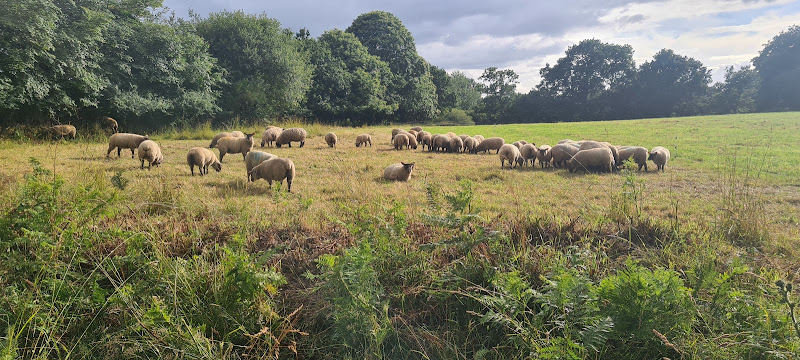 L agneau du Tregor à Plouzélambre