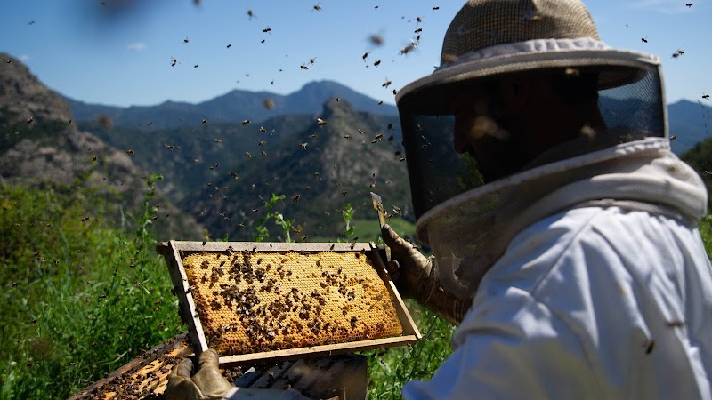 The Garden of Bees