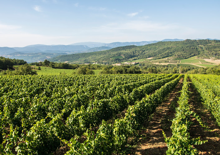 Domaine Delmas à Antugnac