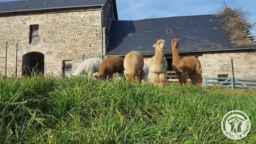 des alpagas à CHAUMEIL
