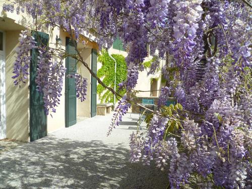 La Glycine à Poussan