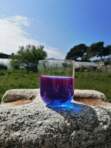 La Spiruline du Père Lépine