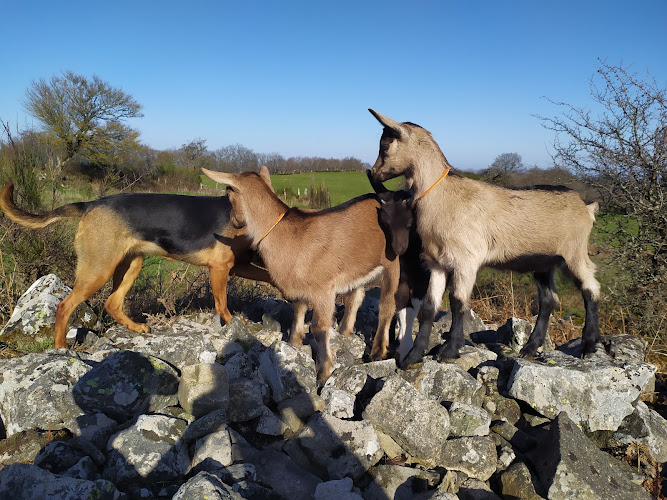 Ferme des p tis bilounes à Cenves