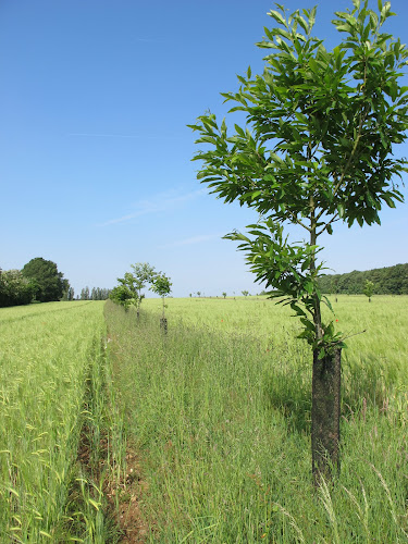 La Féverole à Bretoncelles