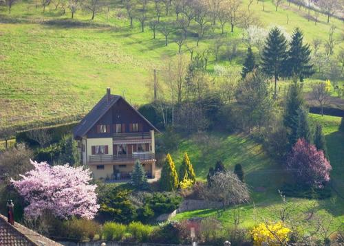 Bouton d'or à Maisonsgoutte
