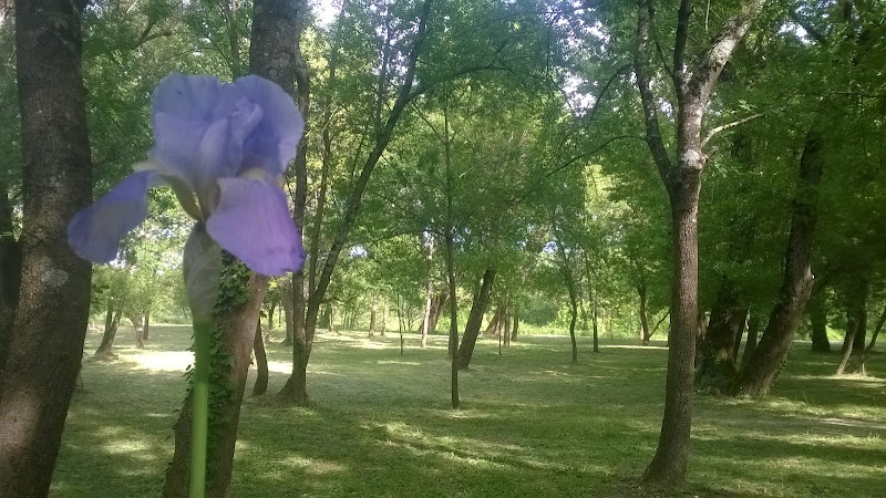 Camping Saraillère à Goudargues
