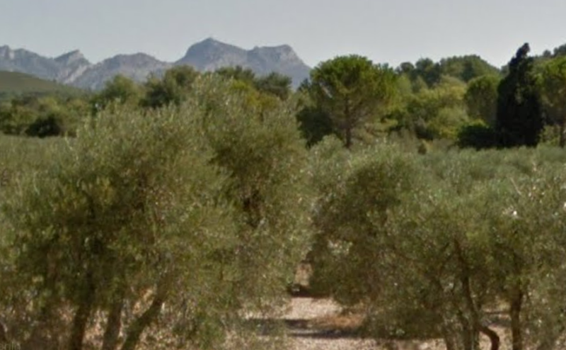 Verger d Oliviers J-M CARLI à Mouriès