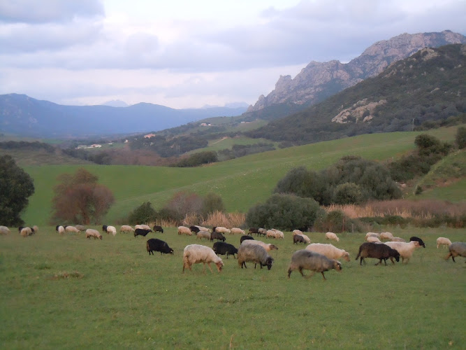Ferme de Minora à Sartène