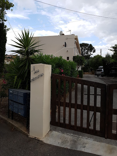 Les Anémones à Le Lavandou