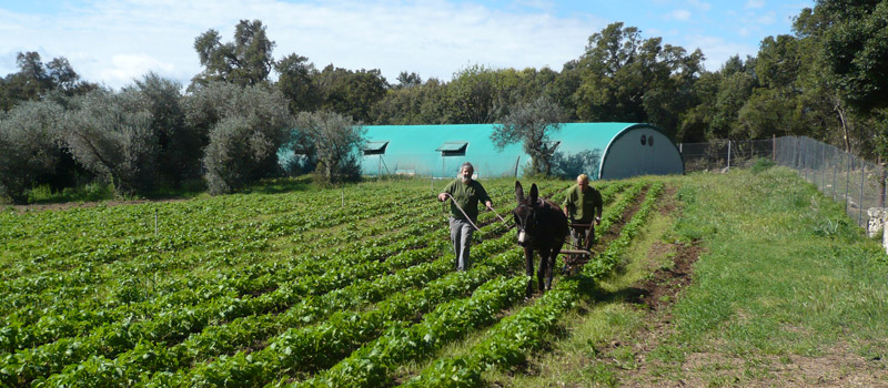 La Ferme d Alzetta à Porto-Vecchio