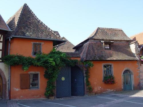 Les iris de la cour fleurie à Bergheim