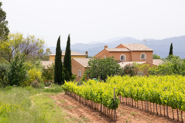 Les Yuccas Du Mitan à La Motte