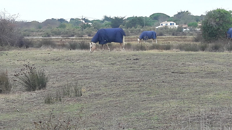 Champ du Sanglier à 2 têtes à Saint-Georges-d'Oléron