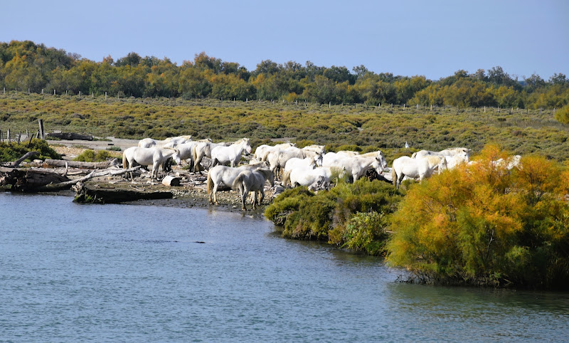 Le Sauvage Area In The Camargue à Saintes-Maries-de-la-Mer