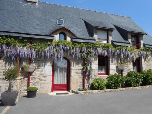 Wisteria