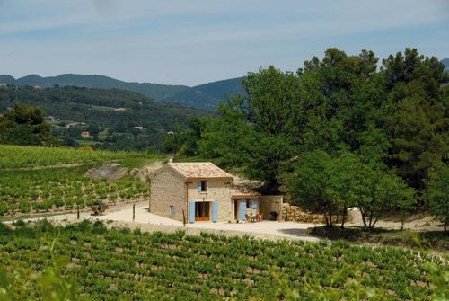 Le Cinsault à VAISON-LA-ROMAINE