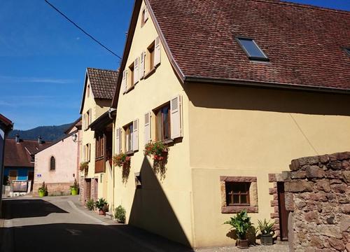 Camomille