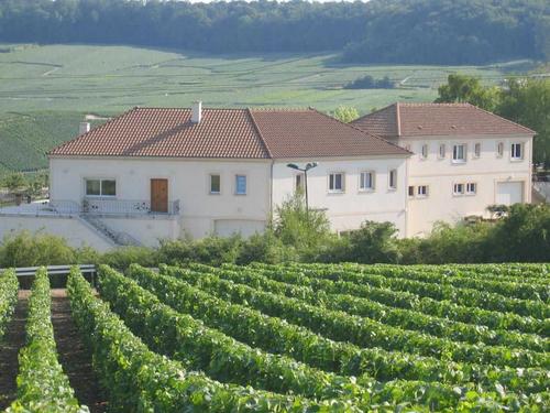 Les Grappes d'Or à Cramant