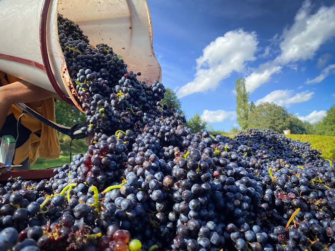 Domaine Lagneau Didier à Quincié-en-Beaujolais