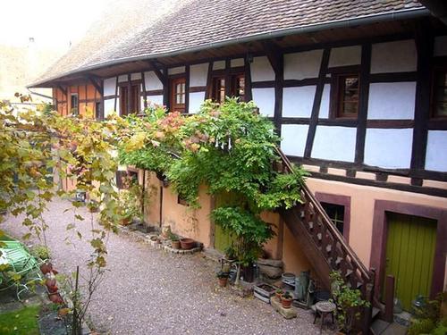 Les glycines de la cour fleurie à Bergheim