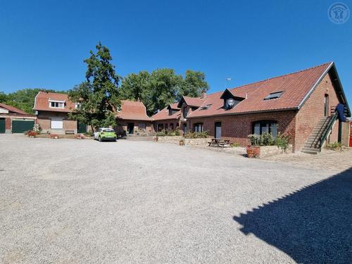 Les marguerites à Comines