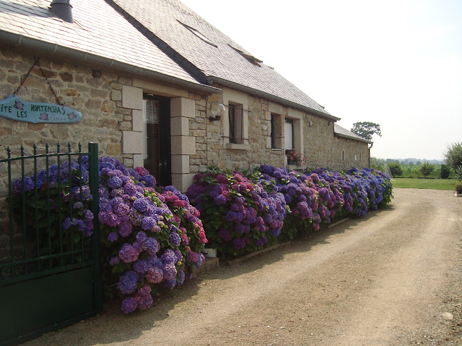 Les Hortensias à Trébédan