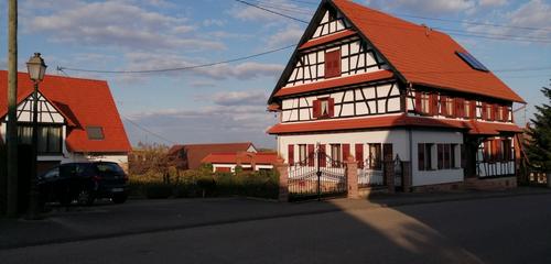Le mûrier à Schœnenbourg