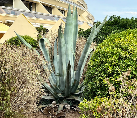 Héliopolis D