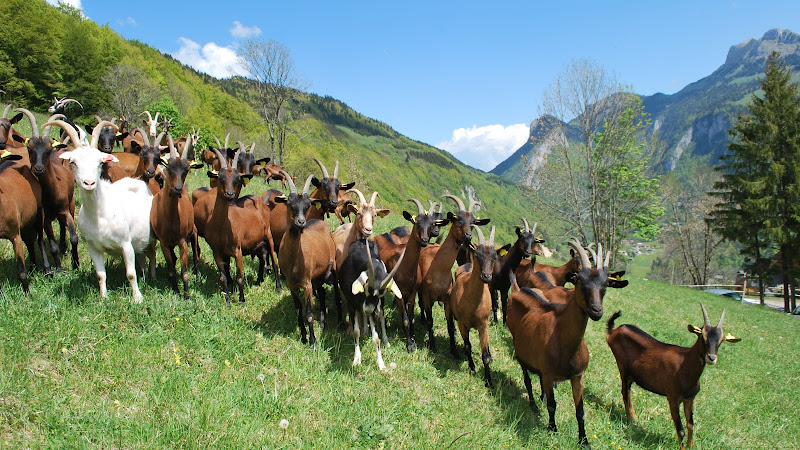 La Ferme du Petit Mont à Bellevaux