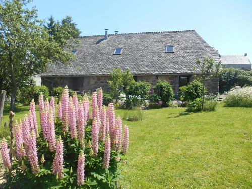 Thé d'Aubrac à Condom-d'Aubrac