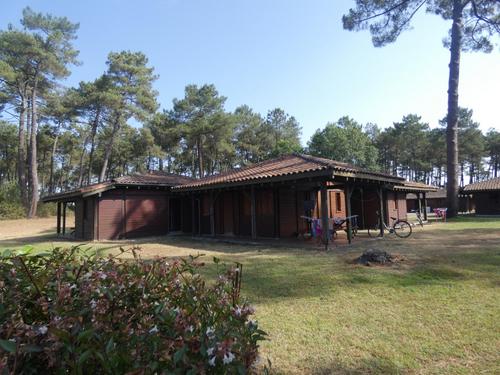 Tuyas à Pissos