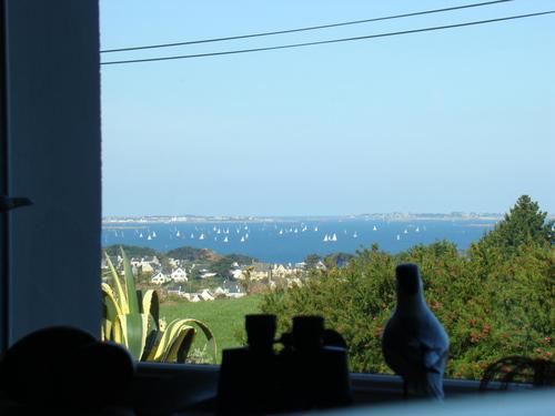 Les Agapanthes à Plougasnou
