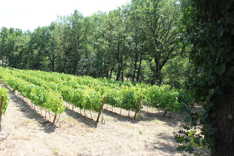 Domaine Du Mas Bleu