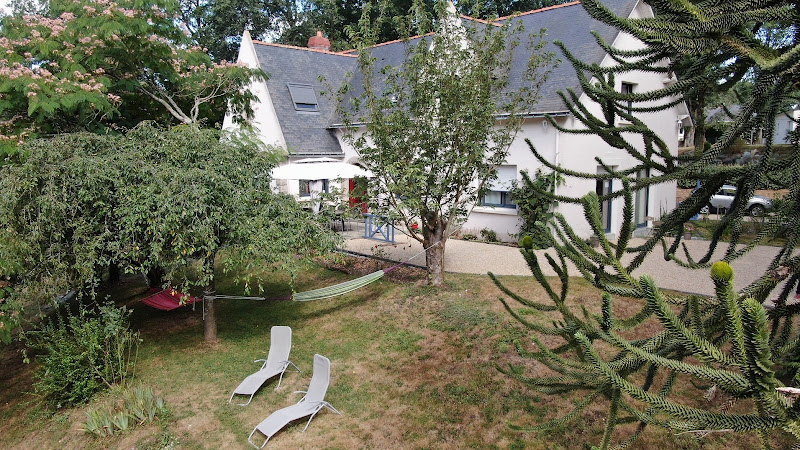 Hêtre au bord de l eau