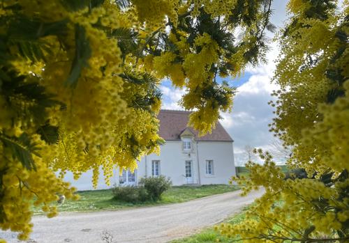 Les Mimosas à Graçay