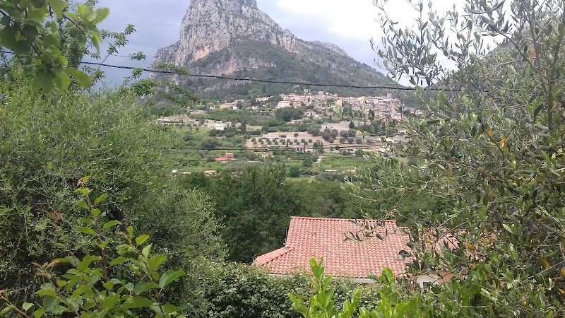 L oliveraie à Saint-Jeannet
