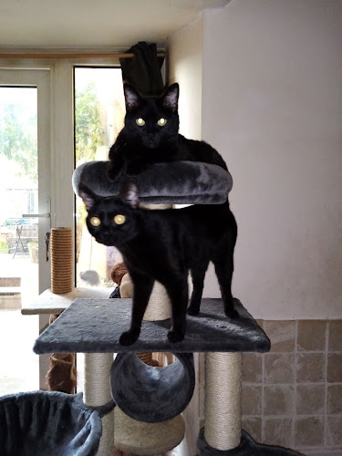 Servicespouranimaux.com à La Motte