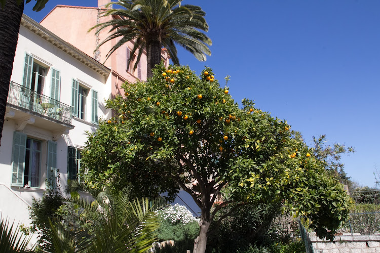 Les Palmiers à Grasse
