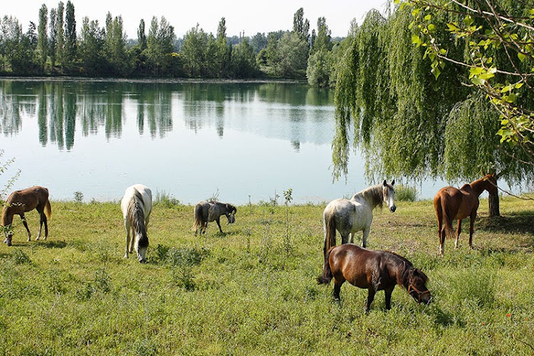 Centre équestre à Salles-sur-Garonne