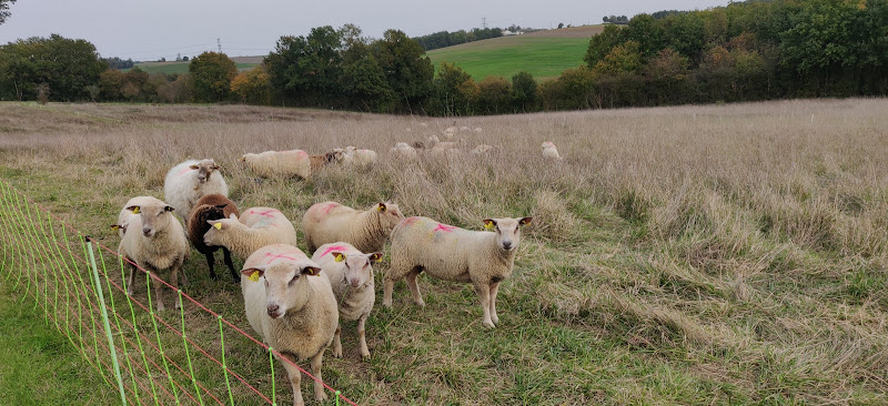Ferme de peyrenegre à Labretonie