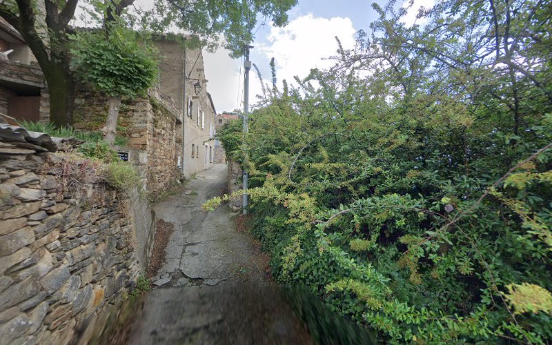 Le camélia de la mazarié à Saint-Vincent-d'Olargues