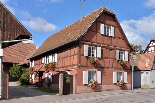 Les Tournesols en Alsace à Jebsheim