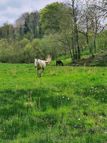 Élevage de l hippogriffe à Mazamet